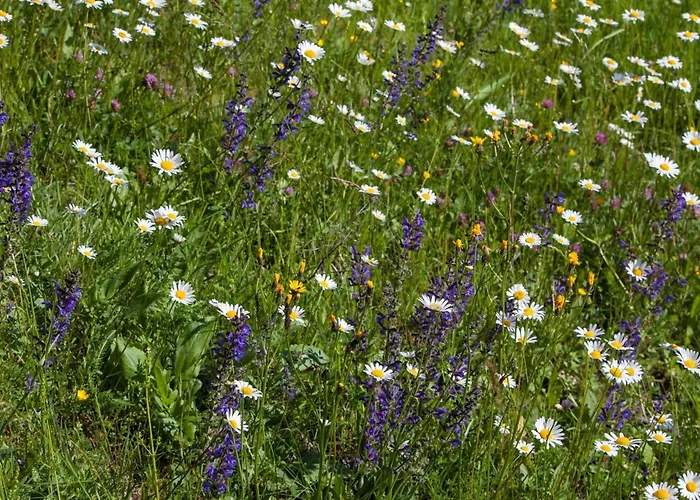 Moderne In Poels Mit Grosser Terrasse By Interhome Pols
